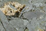 Cut/Polished Hematite Slab - Planet Peak, Arizona #177937-1